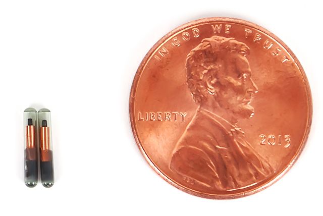 microchip size comparison to a penny