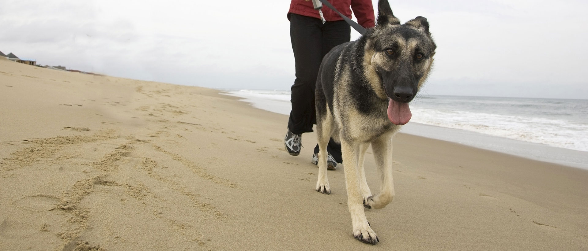 Bay Beach Veterinary Hospital Virginia Beach Virginia