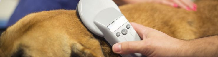 vet checking for microchip in dog