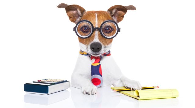 Jack Russell terrier accountant