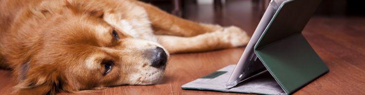 Picture of Golden Retreiver looking at tablet computer