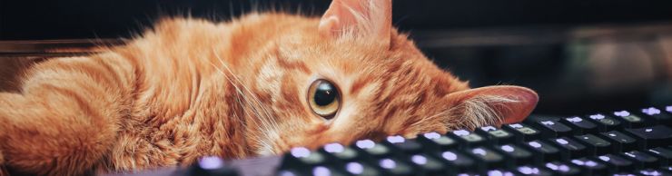 Orange Tabby cat peeks over keyoard