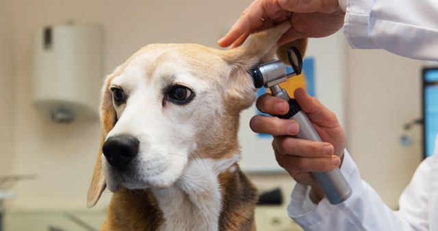 beagle examined with VetScope