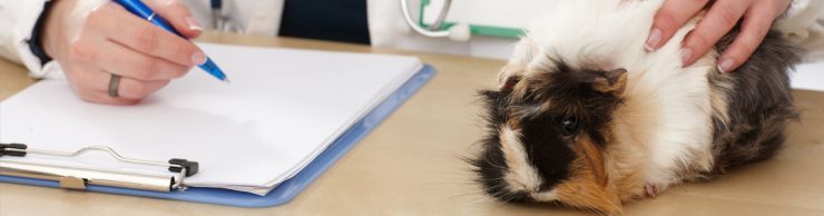 Guinea pig and vet fill out papers
