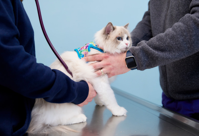 Closeup of gray cat on exam room table being examined by a veterinarian