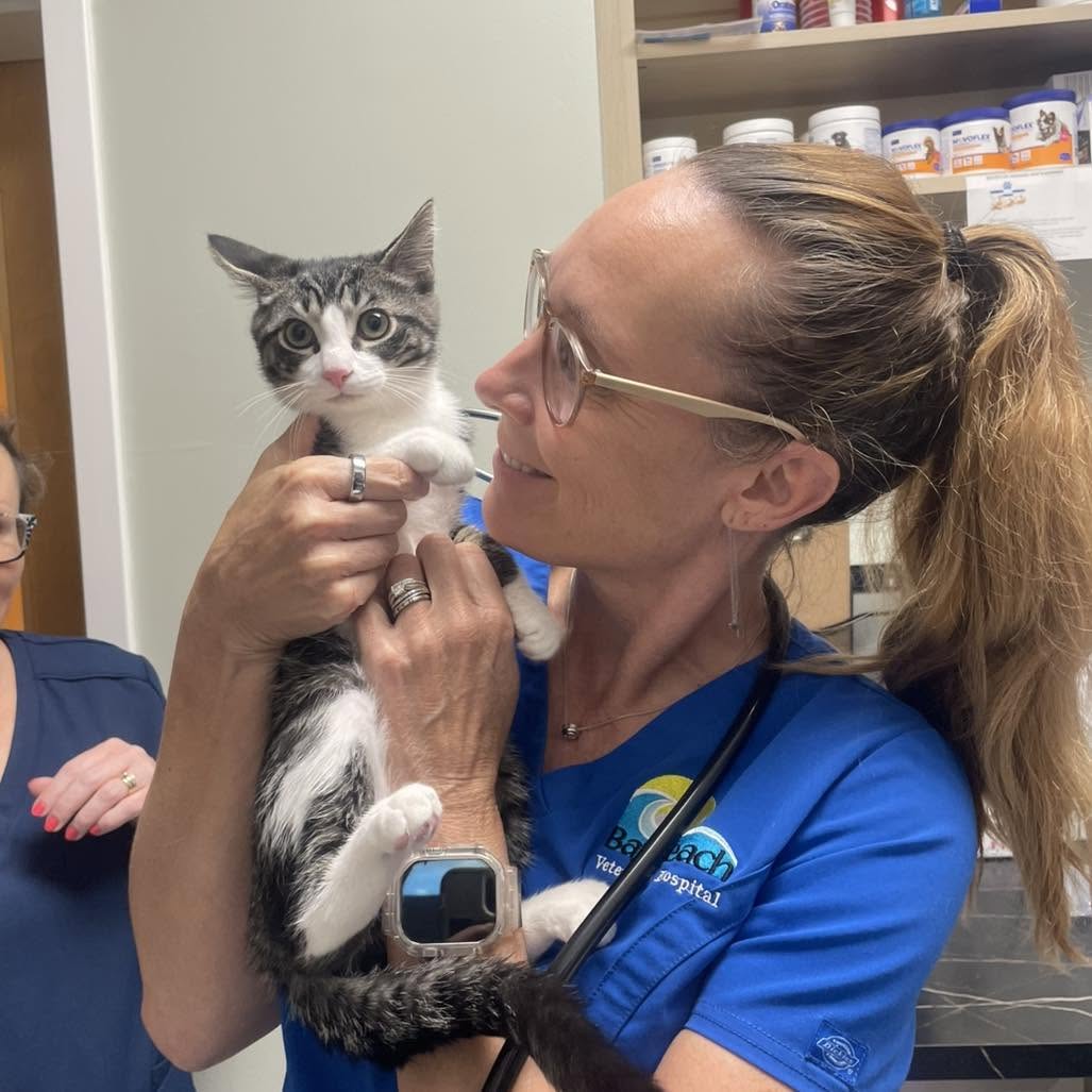 Bay Beach Veterinary Hospital